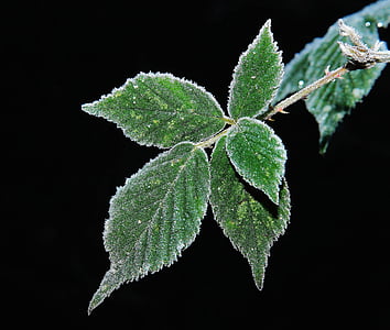 green leaf plant macro photography