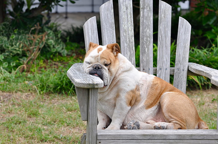 sleeping short-coated white and brown dog on brown wooden Adirondack chair