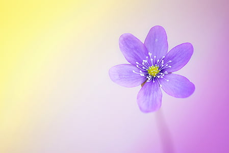 purple hepatica flower closeup photo