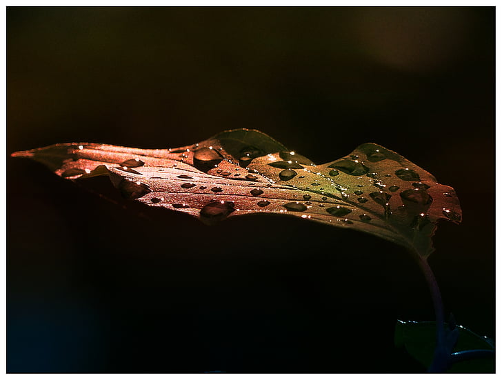 time lapse photography of droplets on brown leaf