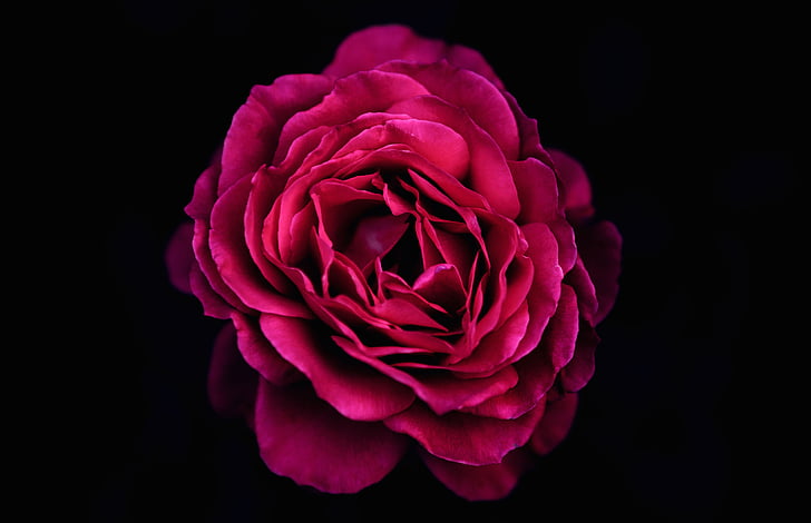 red rose flower with black background