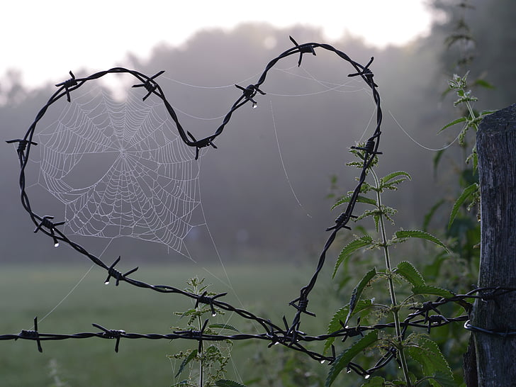 heart-shaped barbed wire with spider webs in close-up photography