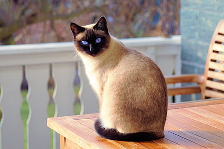 Siamese cat sitting on brown wooden table