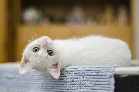 white kitten reclining on blue rug
