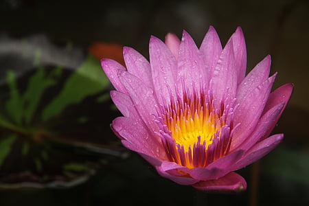 closeup photography of pink waterlily