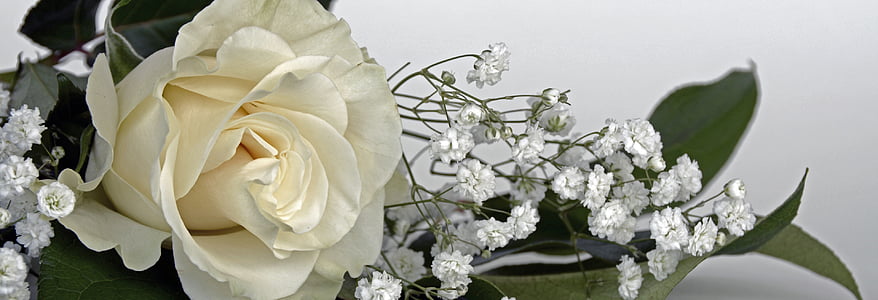 white rose on white surface