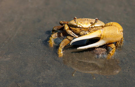 brown crabs