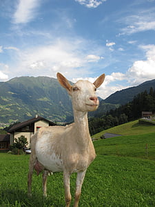 white calf on field under blue sky during daytime