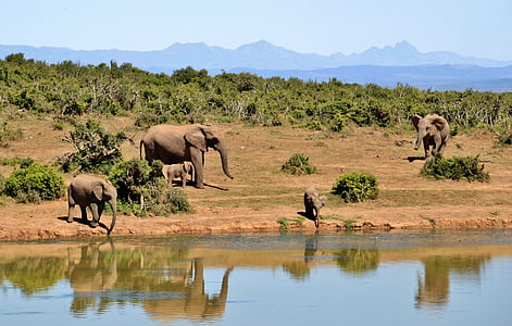 five elephants near body of water