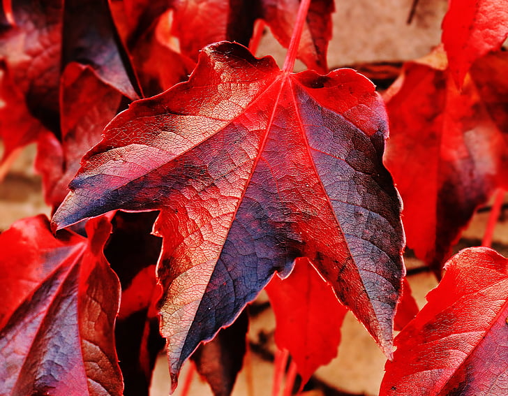 red and gray leaves