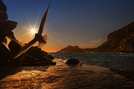 bird flying near the seashore