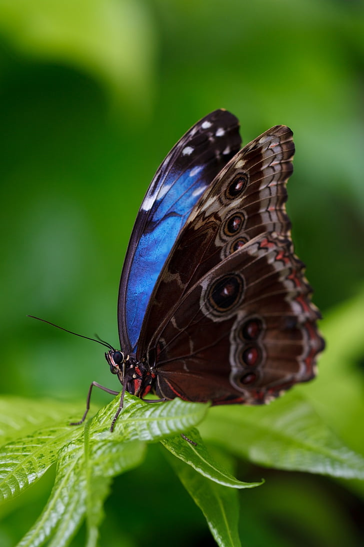close-up photograph of Morpho butterfly