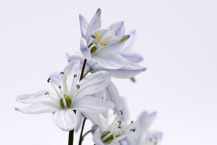 white petaled flowers in closeup photography