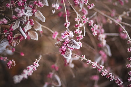 closeup photography of pink and gray flowers