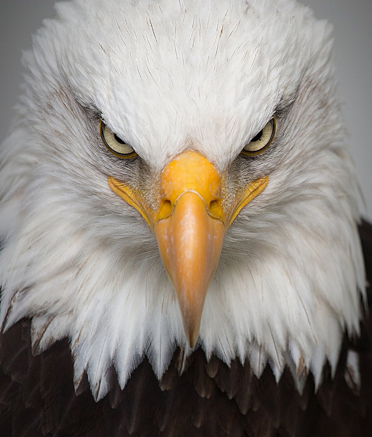 close-up photography of white and brown eagle head