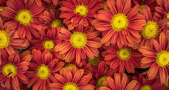 red daisy flowers