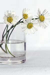 Daisy flower with glass vase