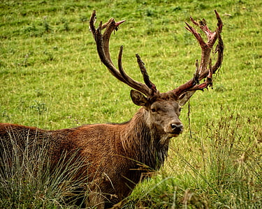 brown buck on green grass field