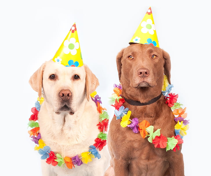 one yellow and one chocolate adult Labrador retrievers wearing birthday hats