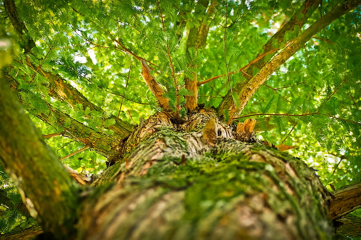 green leaf tree high angle photography
