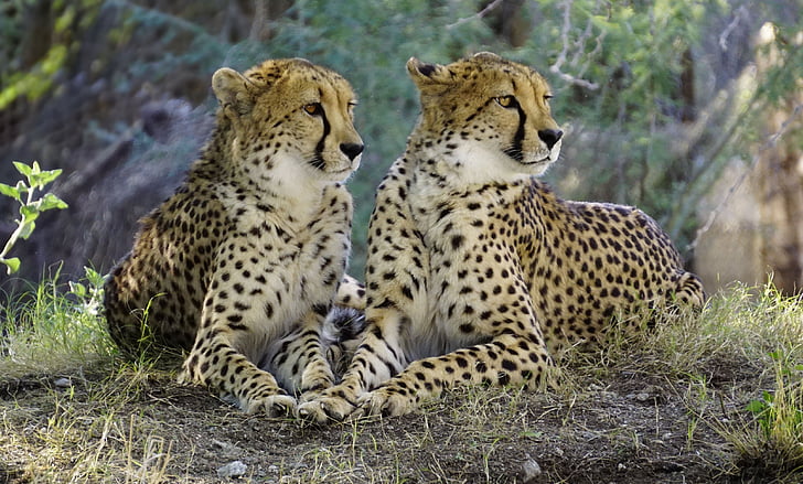 two cheetah photo during daytime