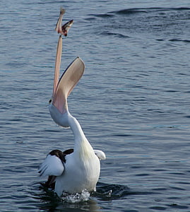 pelican eating fish