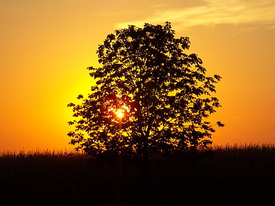 silhouette photo of a tree during golden hour