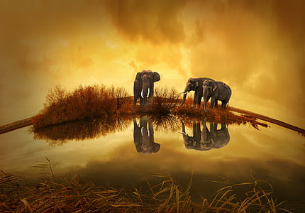 photography of three elephants under clouds