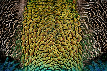 green and blue peacock feather wallpaper