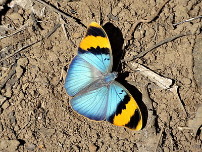blue, black, and yellow butterfly on ground during daytime