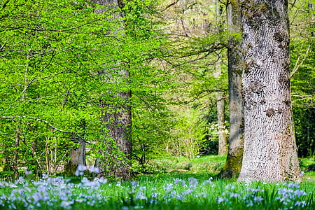 green leaf tree surrounded by blue flowering green plants