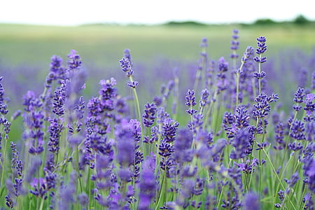 tilt shift lens photography of Lavender flowers