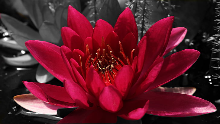 red lotus flower in bloom