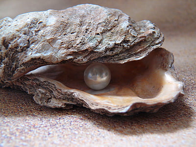 white pearl on shell