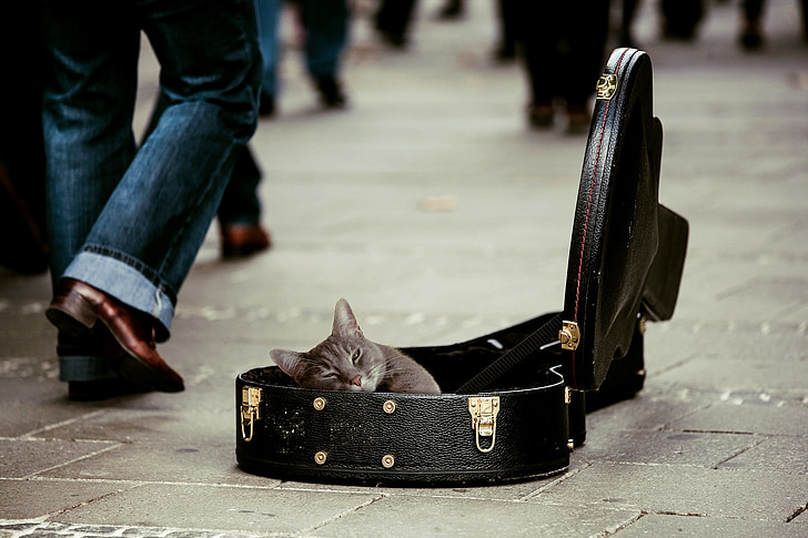 gray cat in black leather guitar case
