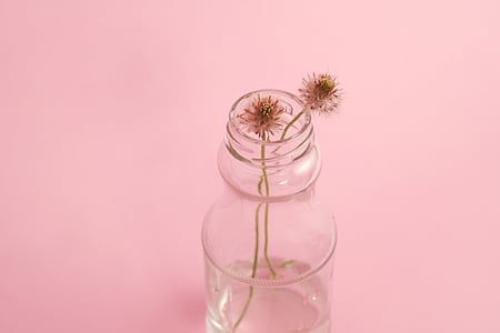 macro photography of clear glass jar with two brown dandelion flower