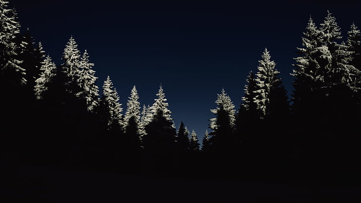 pine forest night