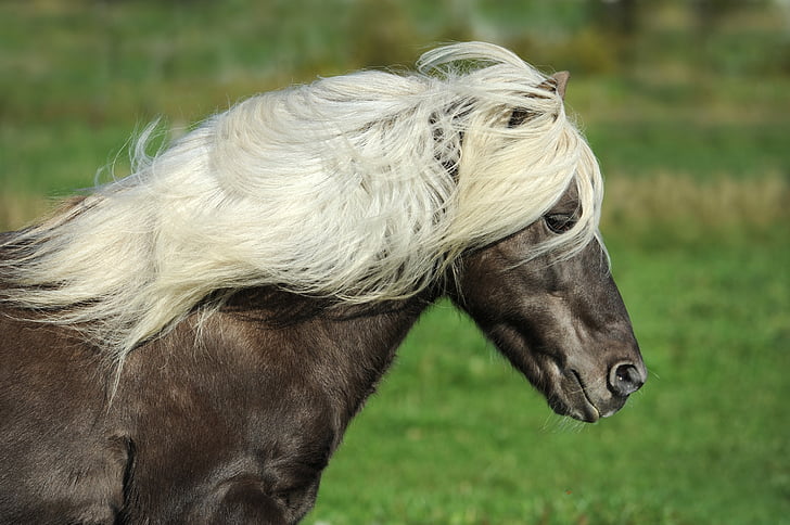 black horse with white hair