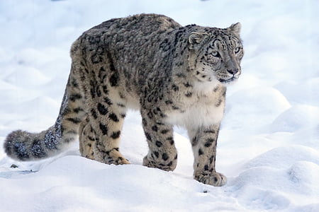 snow leopard walking on white snow field during daytime close-up photography