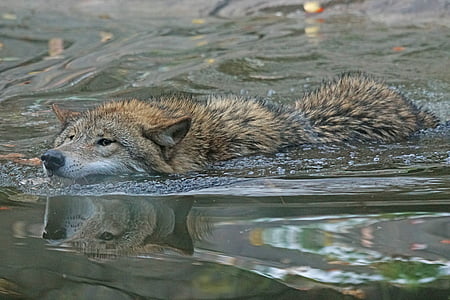 brown wolf on body of water