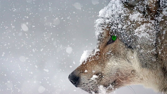 closeup photo of wolf face covered of snow