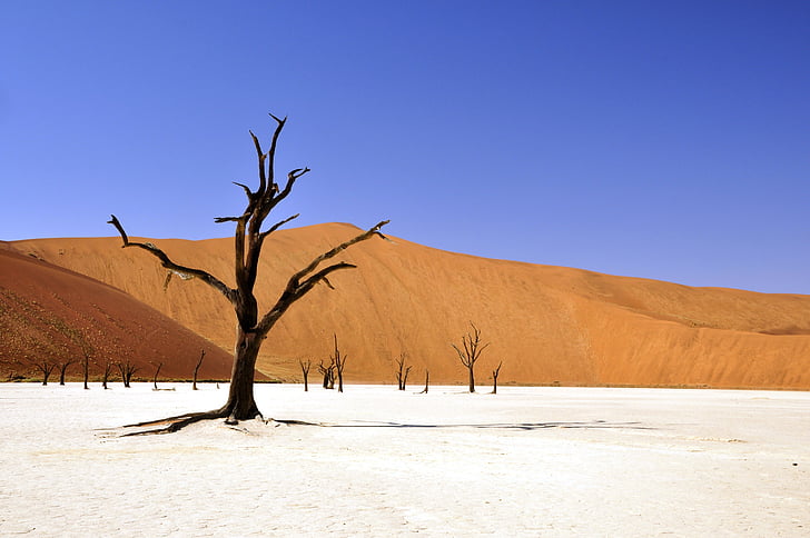 landscape photography of withered tree in middle of desert during winter
