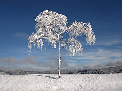 snow covered tree during daylight