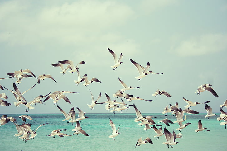 flock of white birds flying during daytime
