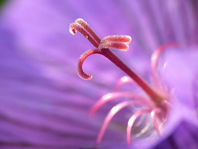 purple petaled flower in macro photography