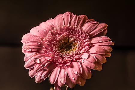 pink gerbera daisy flower in close up photography