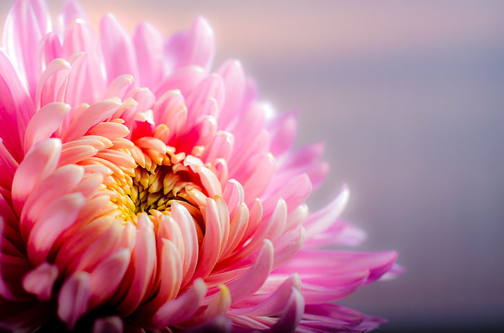 Royalty Free Photo Pink Chrysanthemum Flower In Closeup Photography