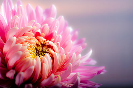 pink chrysanthemum flower in closeup photography