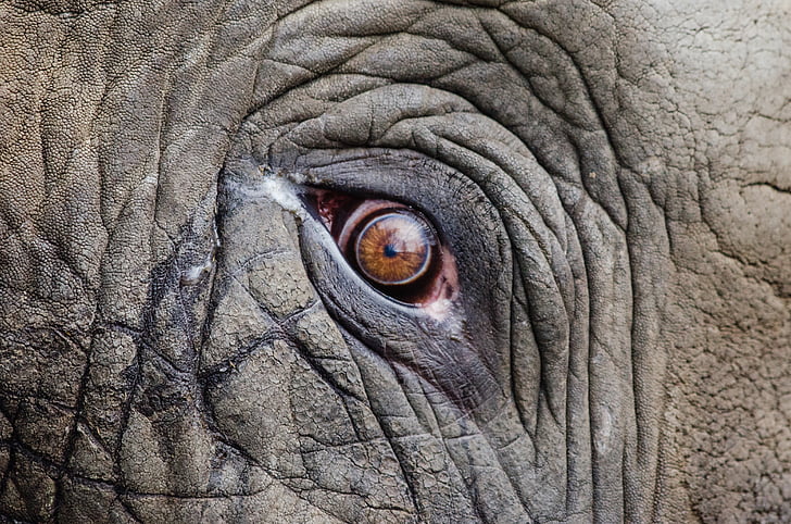 close-up photo of elephant eye
