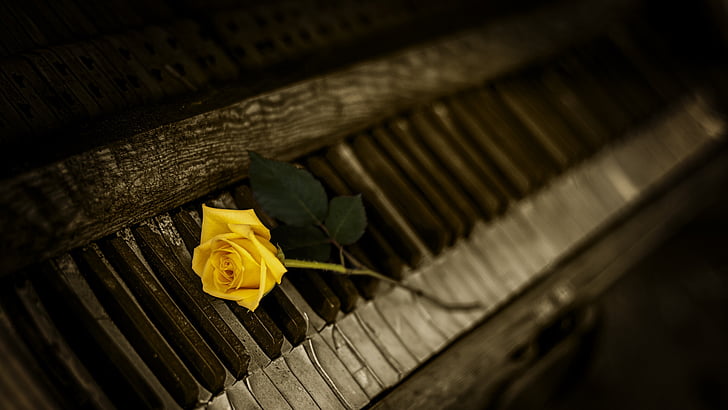 yellow rose on gray upright piano